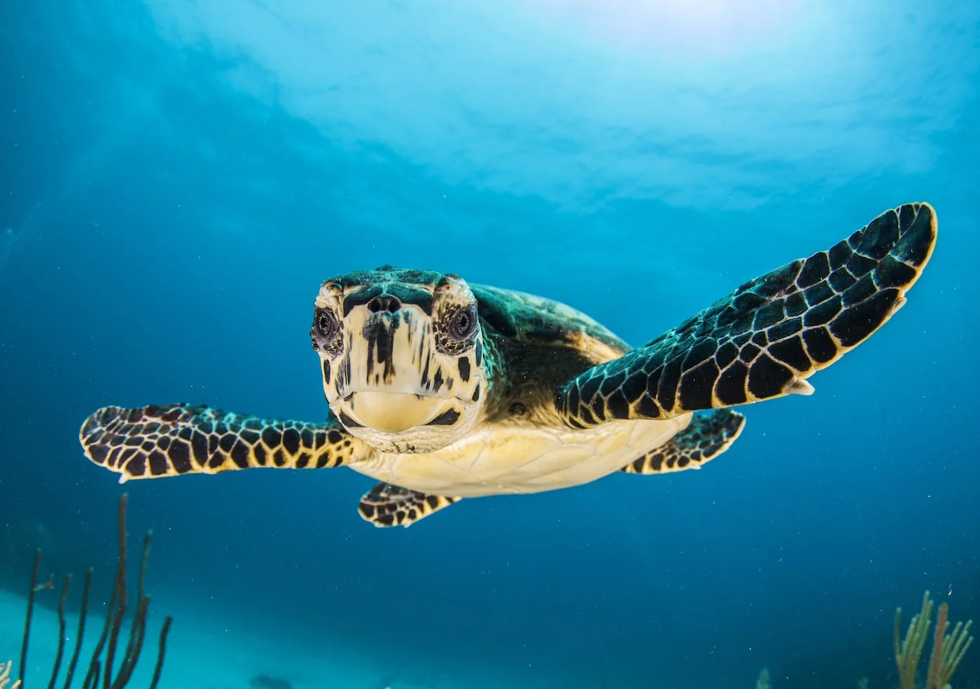 Diving and water activities in the Caribbean